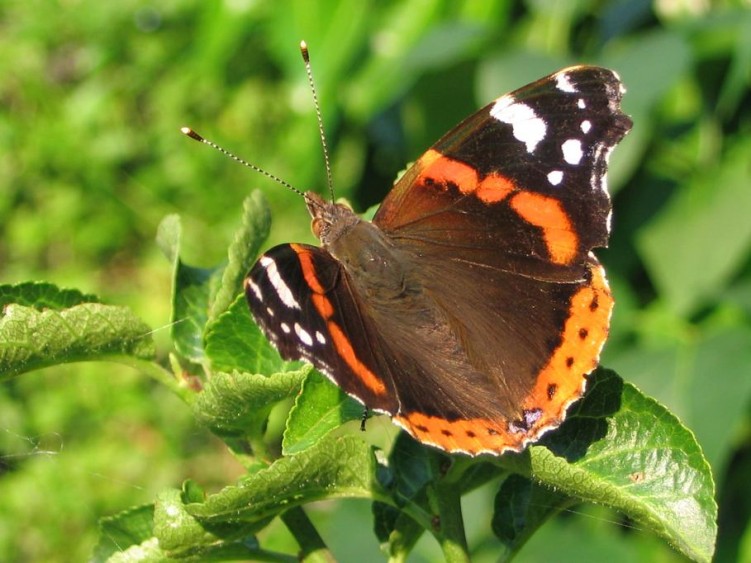 Fonds d'cran Animaux Insectes - Papillons papillon