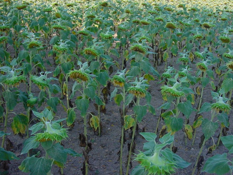 Fonds d'cran Nature Fleurs tournesols