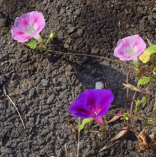 Wallpapers Nature Flowers trio