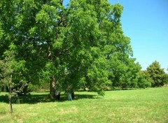 Fonds d'cran Nature Arbres