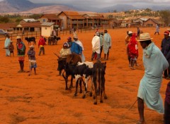 Fonds d'cran Voyages : Afrique Ambalavao, le march aux Zbus