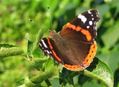 Fonds d'cran Animaux papillon