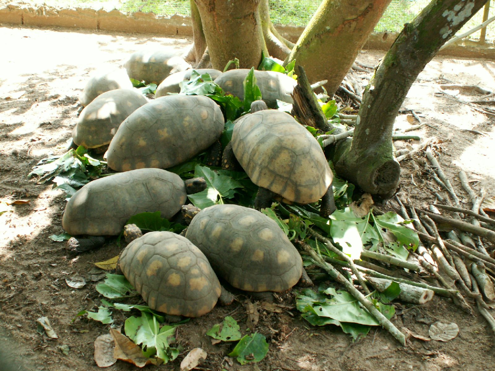 Fonds d'cran Animaux Tortues manif de tortues !