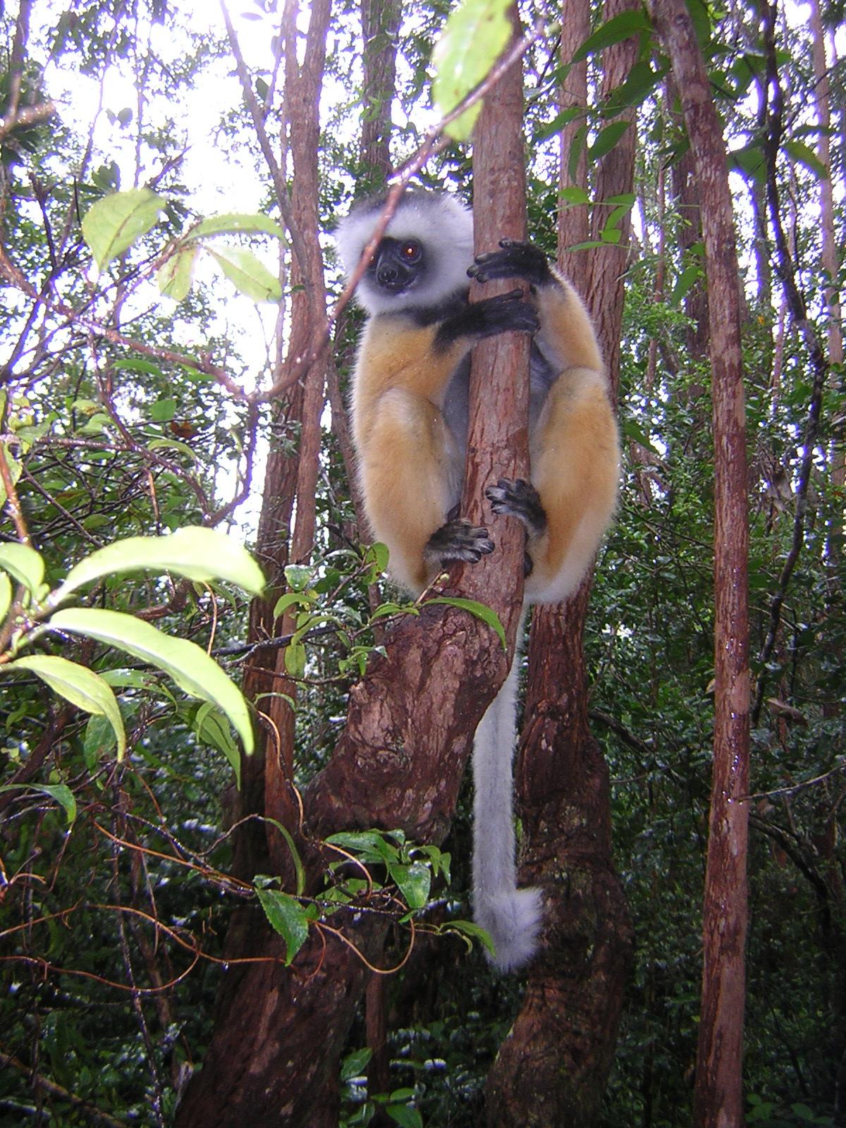 Fonds d'cran Animaux Lmuriens Lmurien