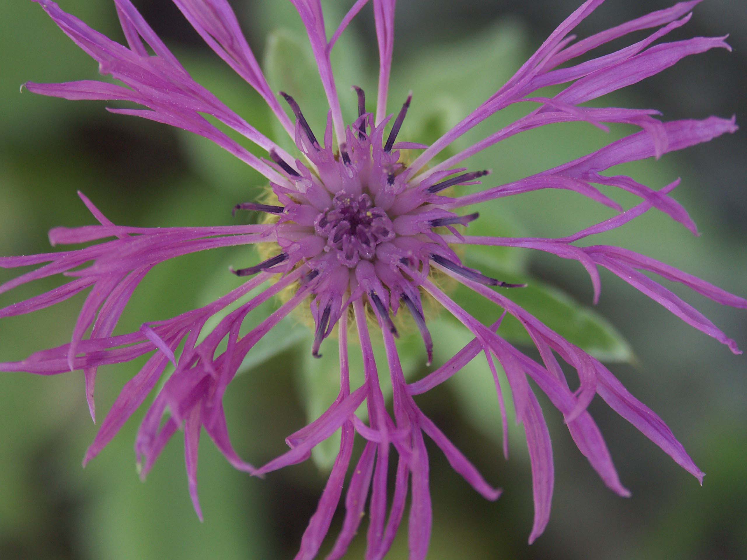 Fonds d'cran Nature Fleurs 