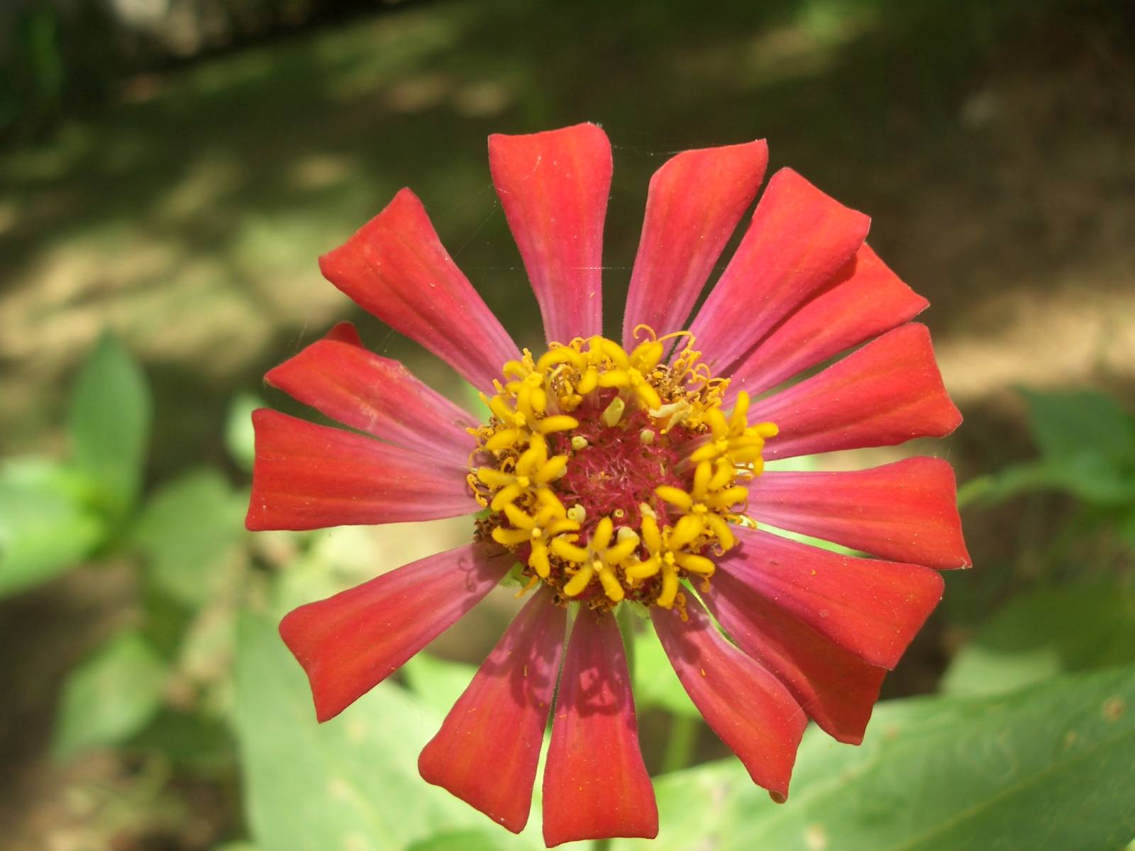 Fonds d'cran Nature Fleurs 