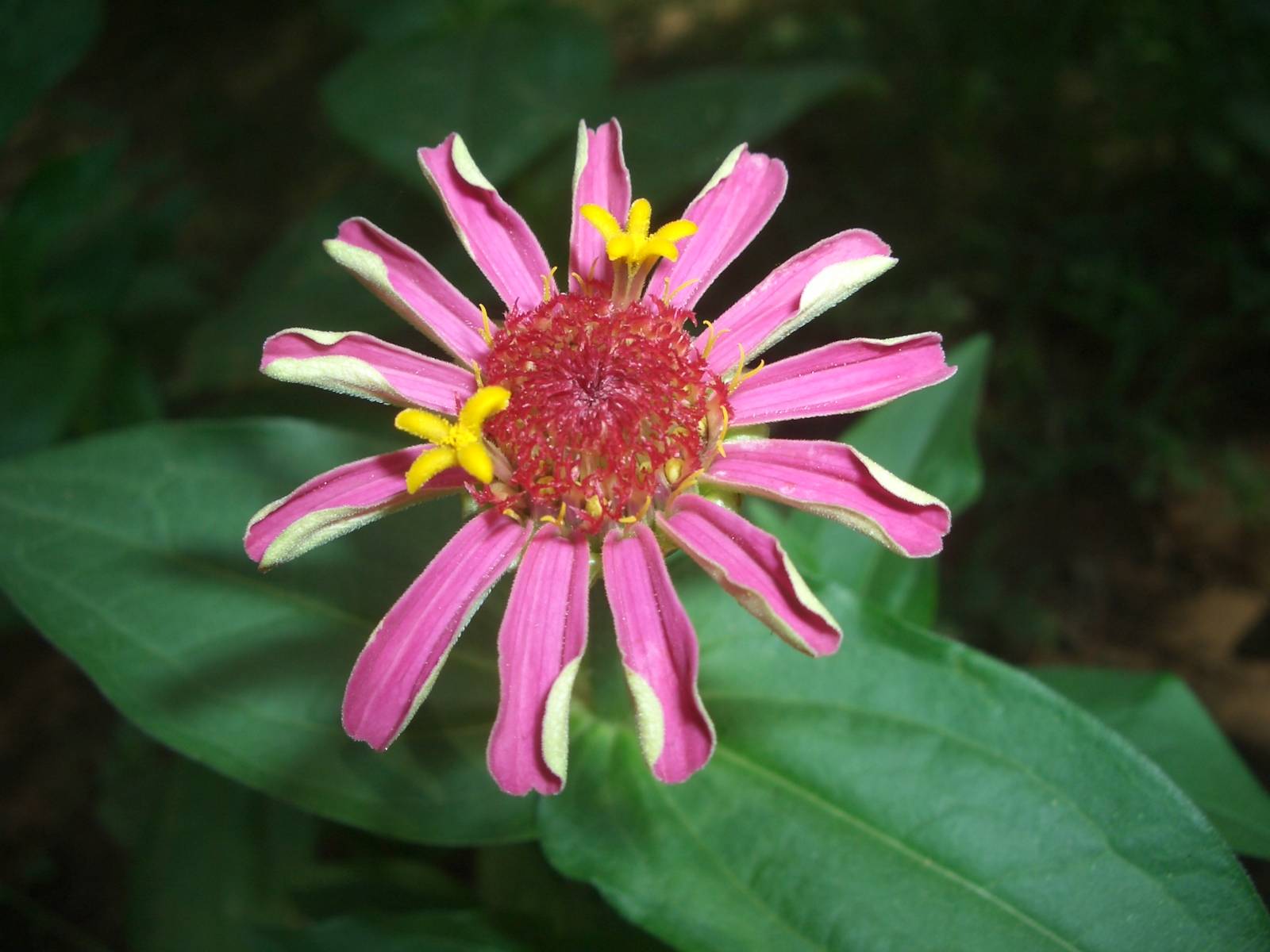 Fonds d'cran Nature Fleurs 