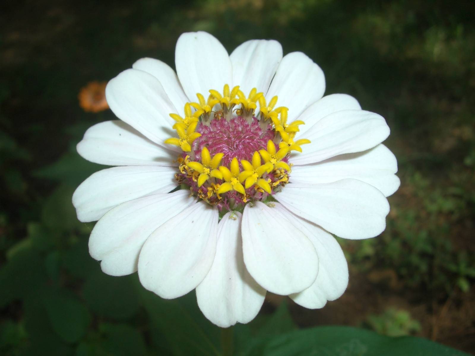 Fonds d'cran Nature Fleurs 