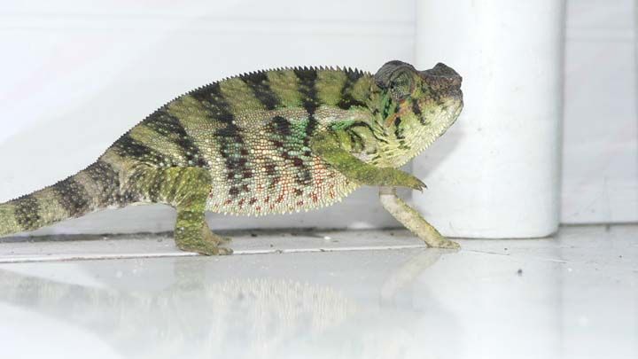 Wallpapers Animals Chameleons camlon