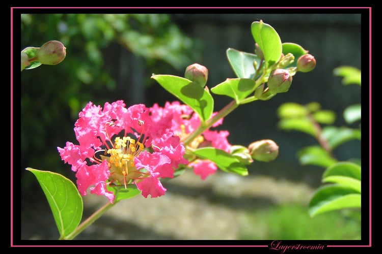 Fonds d'cran Nature Fleurs Lagerstroemia