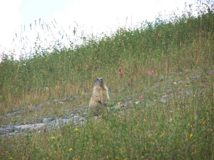 Fonds d'cran Animaux Divers Et elle est o la marmotte !!