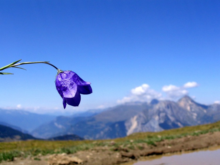 Fonds d'cran Nature Fleurs Valloire