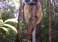 Fonds d'cran Animaux Lmurien