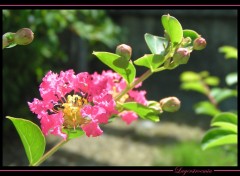 Fonds d'cran Nature Lagerstroemia