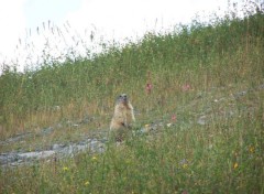 Fonds d'cran Animaux Et elle est o la marmotte !!