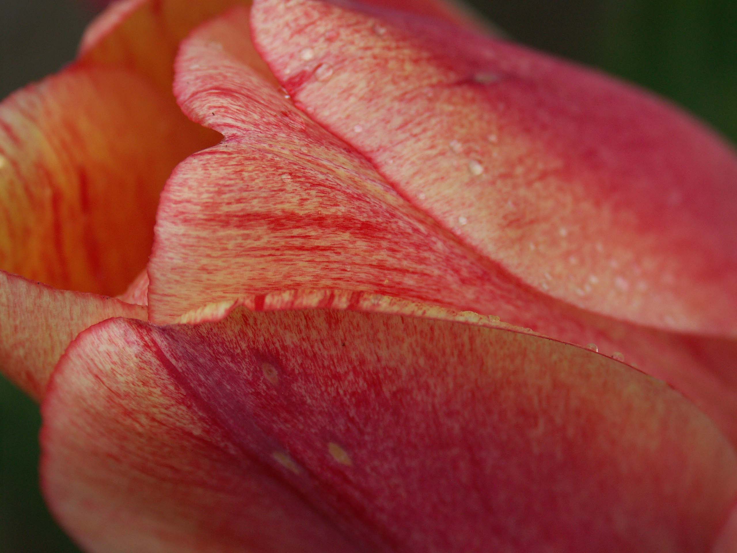 Fonds d'cran Nature Fleurs ma tulipe prfre