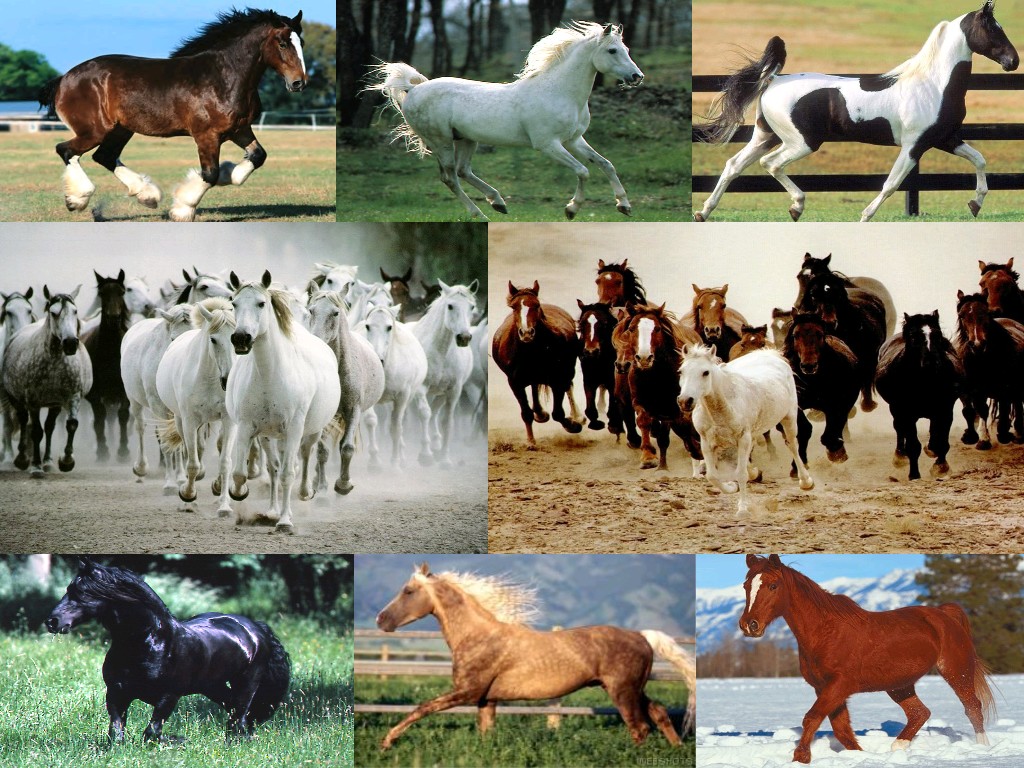 Fonds d'cran Animaux Chevaux Les plus beaux chevaux