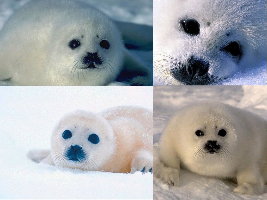 Wallpapers Animals Sealife - Seals Baby phoque