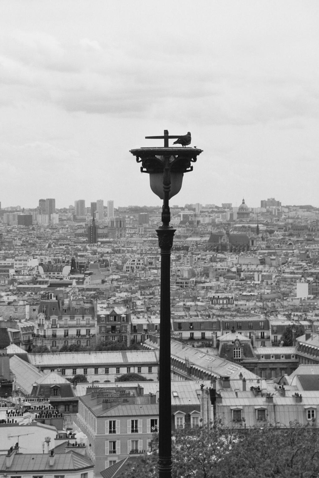 Wallpapers Animals Birds - Pigeons and Doves pigeon sur lampadaire