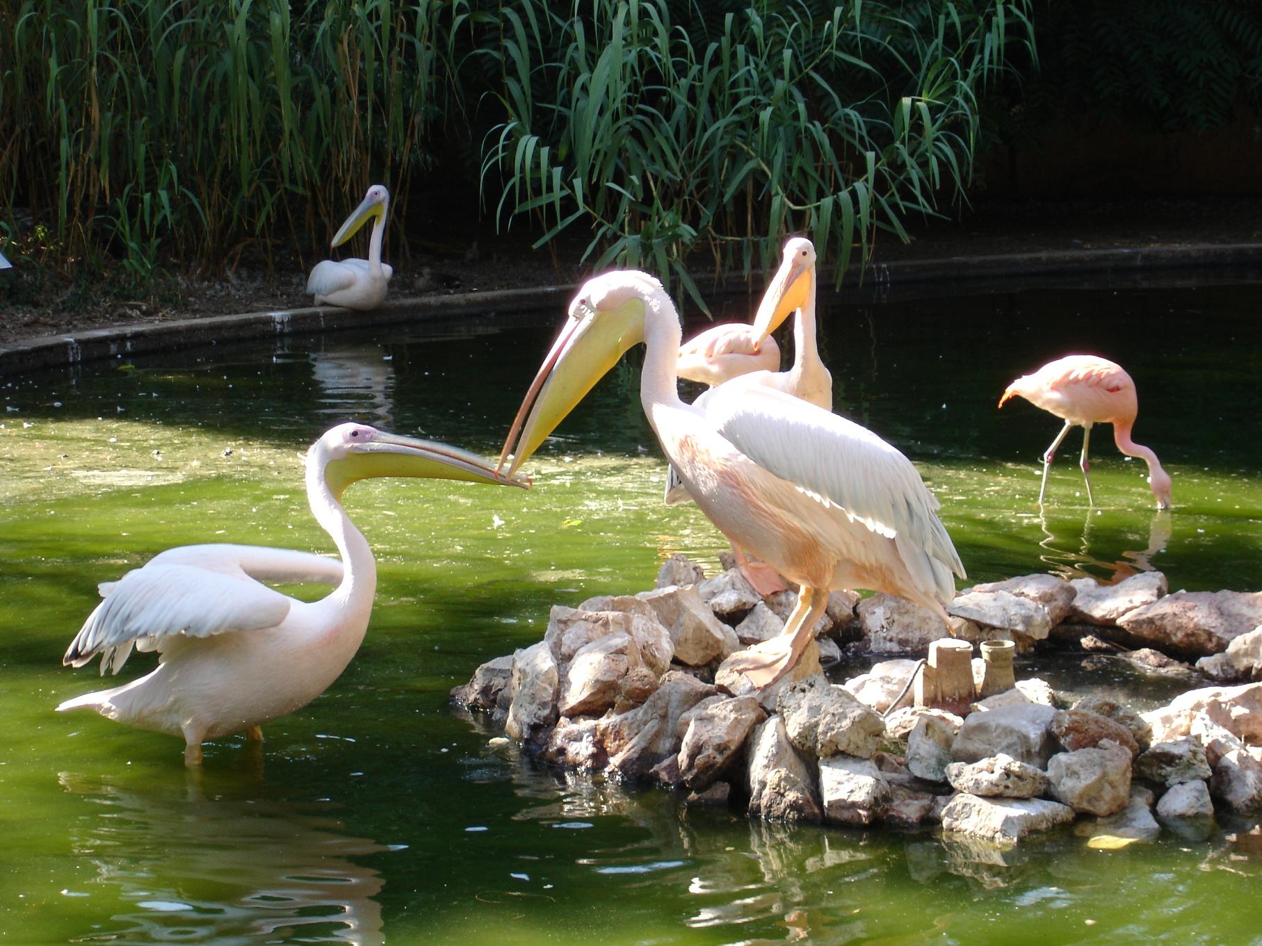 Fonds d'cran Animaux Oiseaux - Canards a papotte a papotte !