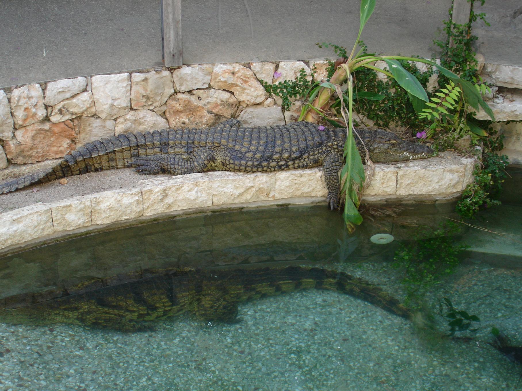 Fonds d'cran Animaux Crocodiles - Alligators - Camans reflet ou pas!