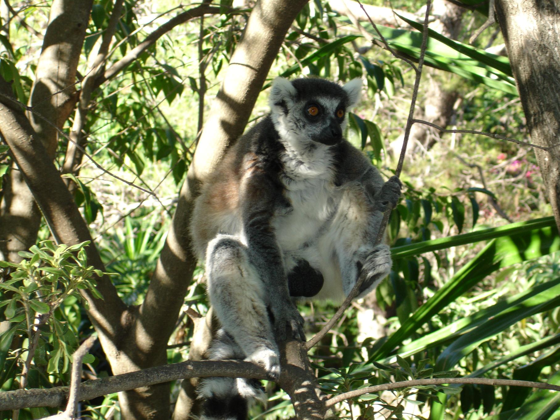 Fonds d'cran Animaux Lmuriens 