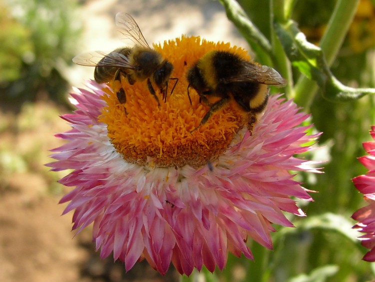 Fonds d'cran Animaux Insectes - Abeilles Gupes ... Bourdon