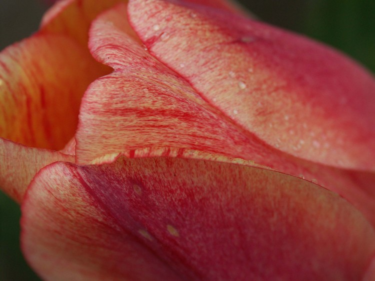 Fonds d'cran Nature Fleurs ma tulipe prfre