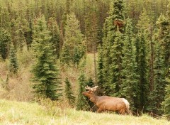 Wallpapers Animals wapiti