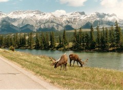 Wallpapers Animals wapiti