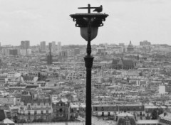 Wallpapers Animals pigeon sur lampadaire