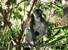 Fonds d'cran Animaux Image sans titre N113074