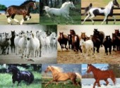 Fonds d'cran Animaux Les plus beaux chevaux