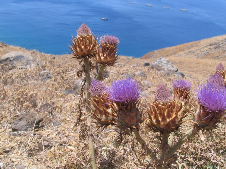 Fonds d'cran Nature Fleurs Une fleur de Madere.