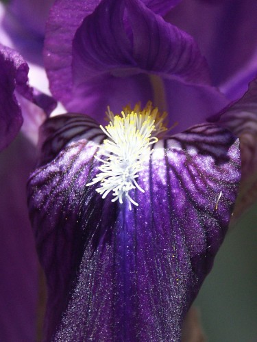 Fonds d'cran Nature Fleurs belle fleur de printemps