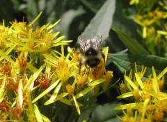 Fonds d'cran Animaux Abeille