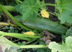 Wallpapers Nature courgette