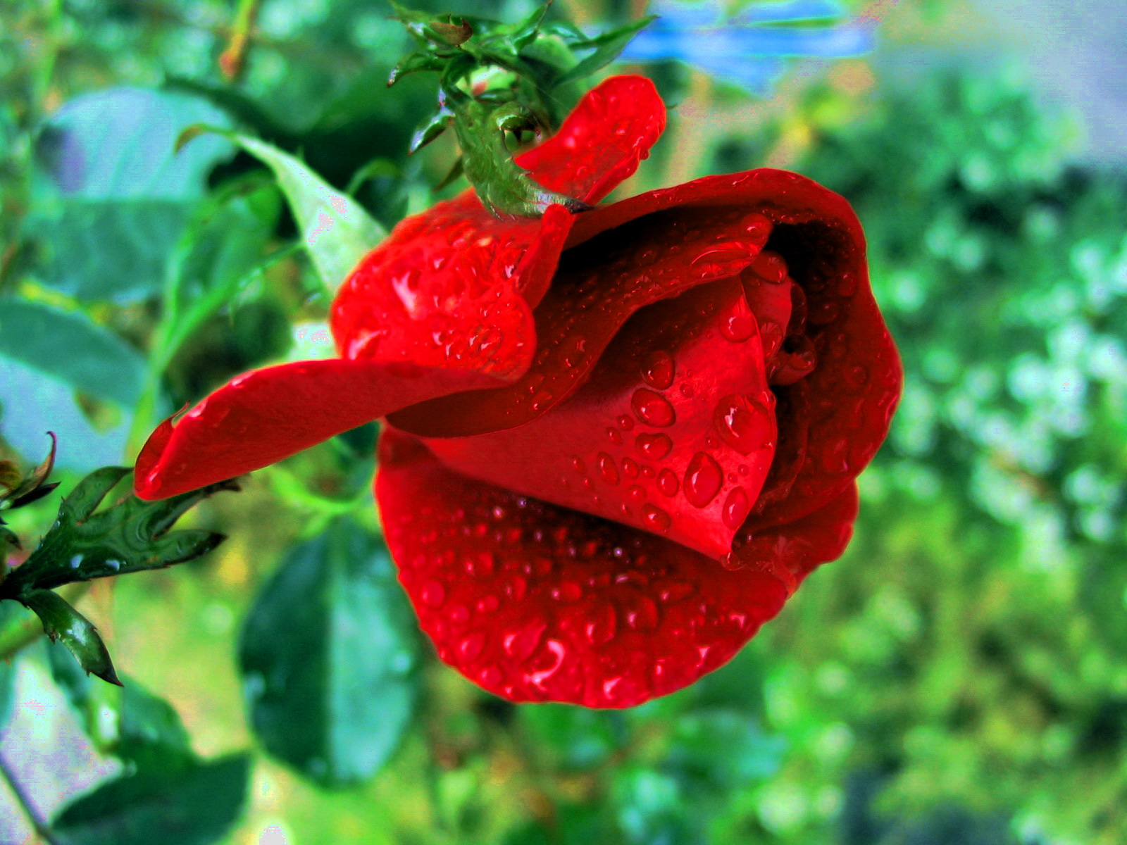 Wallpapers Nature Flowers rose rouge rouge