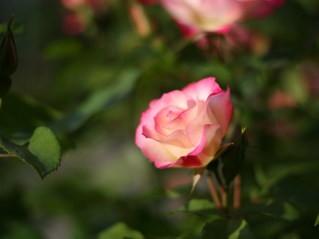 Fonds d'cran Nature Fleurs rose