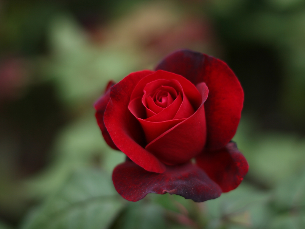 Wallpapers Nature Flowers rose rouge