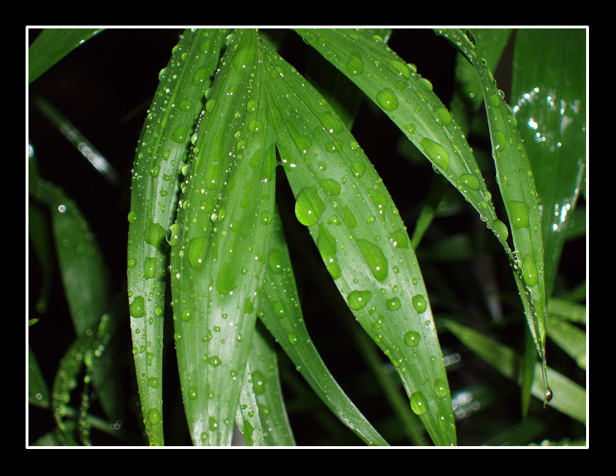 Wallpapers Nature Leaves - Foliage Feuilles de Pluie