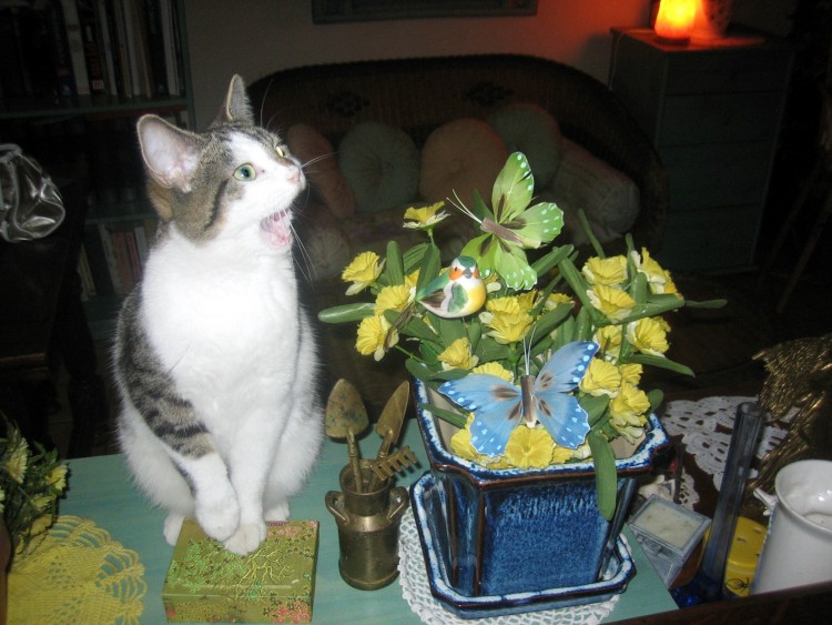 Fonds d'cran Animaux Chats - Chatons Je vais trs bien et je chante avec l'oiseau.