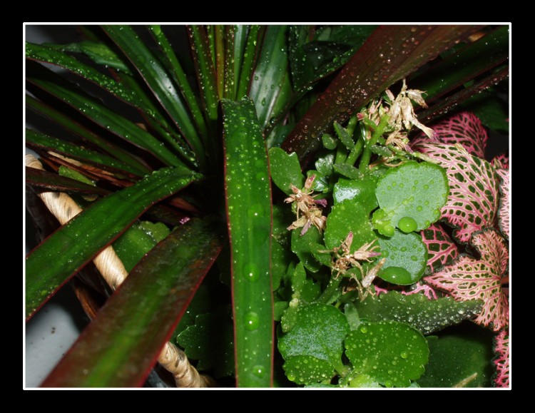 Fonds d'cran Nature Feuilles - Feuillages Feuilles de Pluie