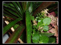 Fonds d'cran Nature Feuilles de Pluie