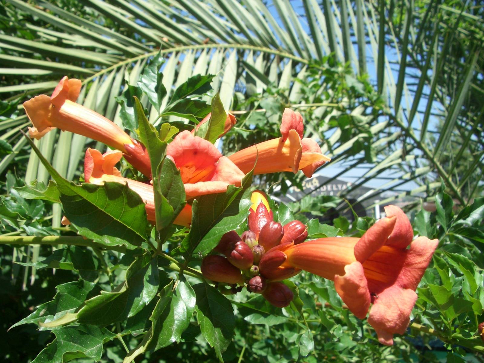 Fonds d'cran Nature Fleurs 