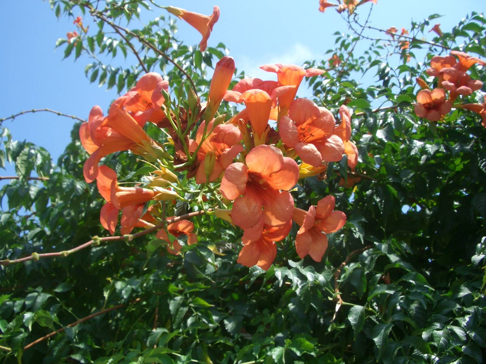 Fonds d'cran Nature Fleurs 