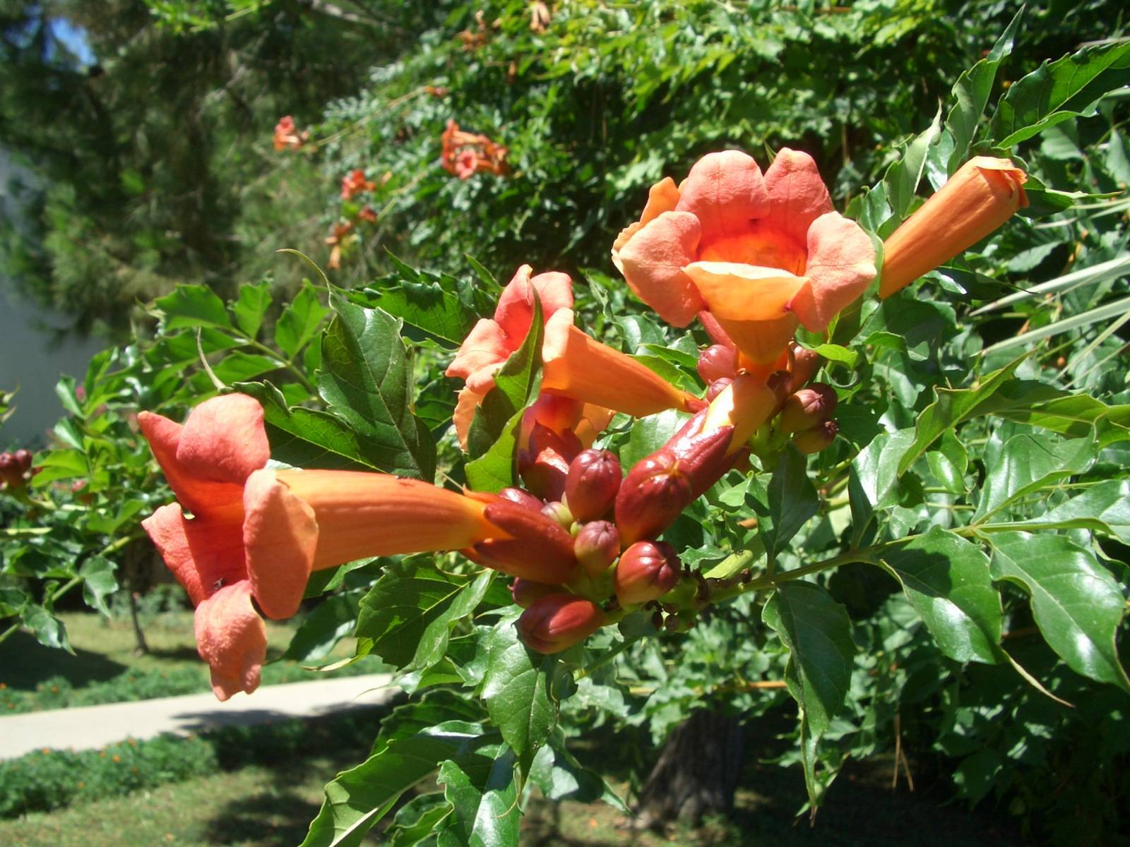 Fonds d'cran Nature Fleurs 