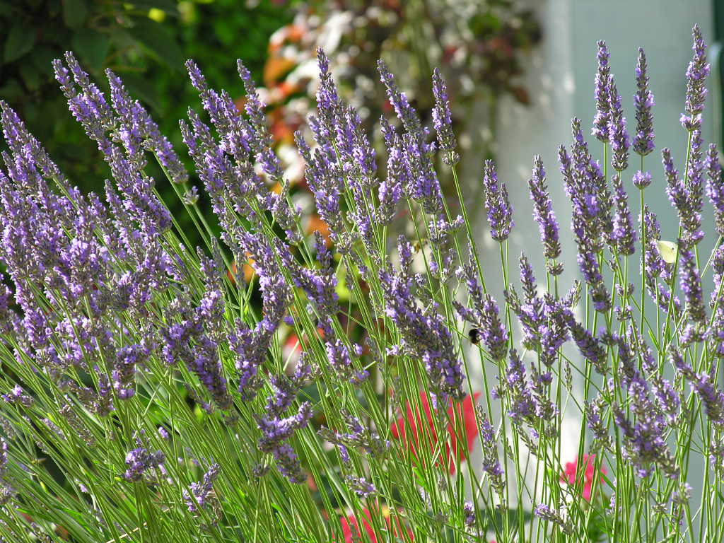 Fonds d'cran Nature Fleurs 