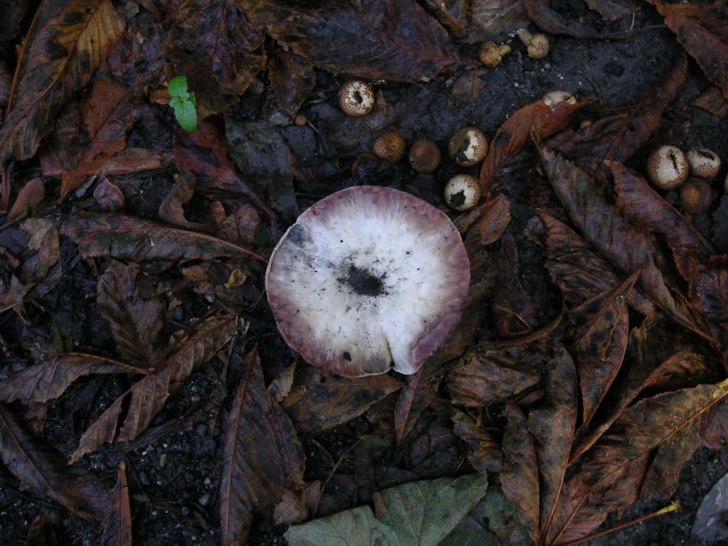 Fonds d'cran Nature Champignons sur bord de route