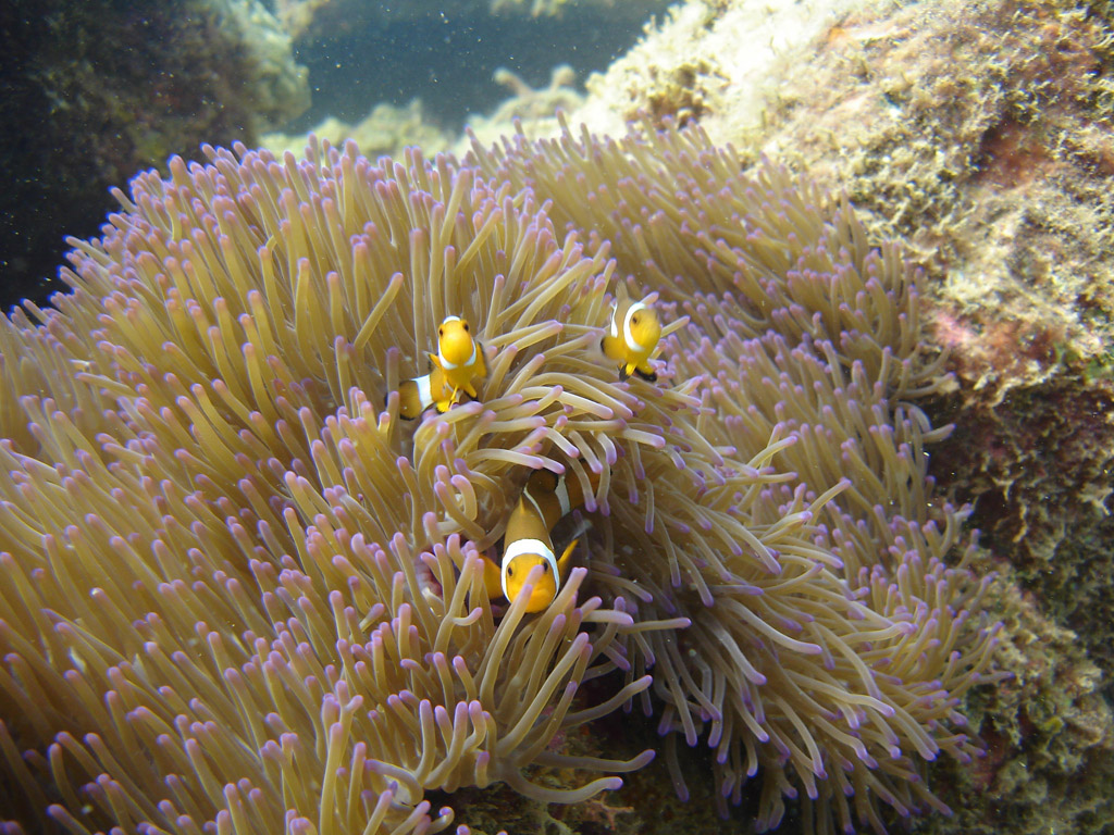 Fonds d'cran Animaux Vie marine - Poissons Poissons Clown